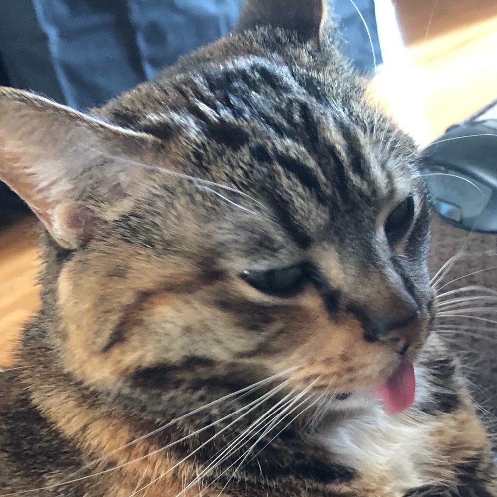 Meet your Posher, Nour